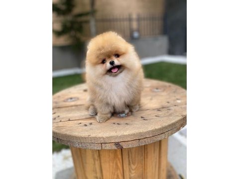 Safkan ayı surat pomeranian boo yavrularım yuva arıyor