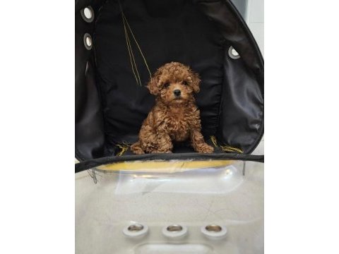 Garantili poodle yavrularımız ev üretimi wc eğitimli