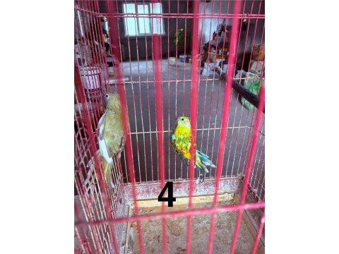 Şarkıcı rozella ı papağanı