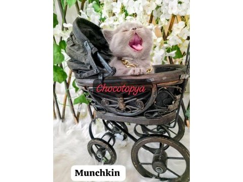 Munchkın cüce kedimiz