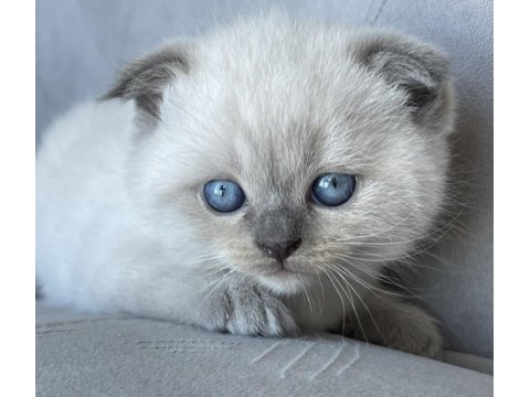 Mavi gözlü bebek kediler