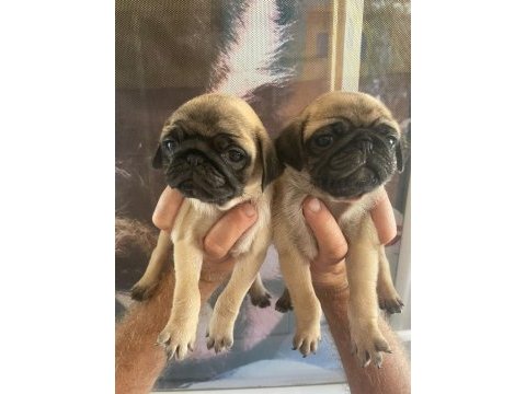 Pug yavrularımız için iletişime geçiniz