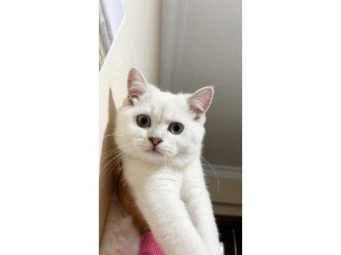 4 aylık erkek british shorthair silver point