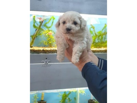 Maltipoo yavrularımız ırk ve sağlık garantilidir