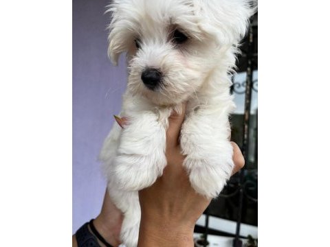 Maltis a kalite terrier dişi tüm illere gönderim