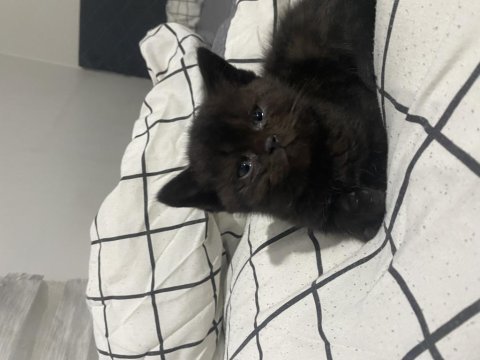 2 aylık british shorthair erkek
