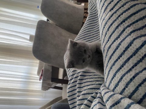 Britsh shorthair yavrularımız