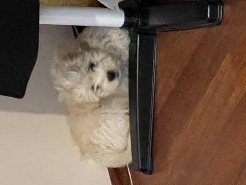 3 aylık yavru maltipoo yeni ailesini bekliyor
