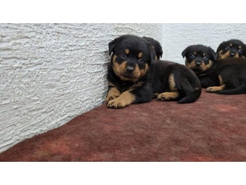 Rottweiler yavrularımız ırk garantilidir
