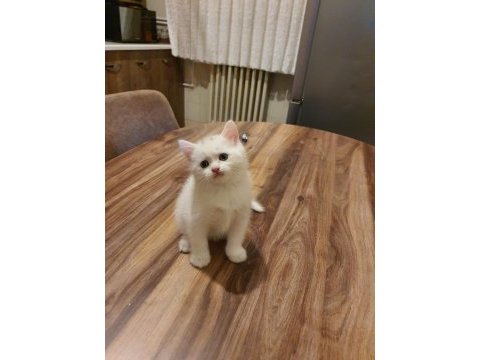 Eğitimli british shorthair