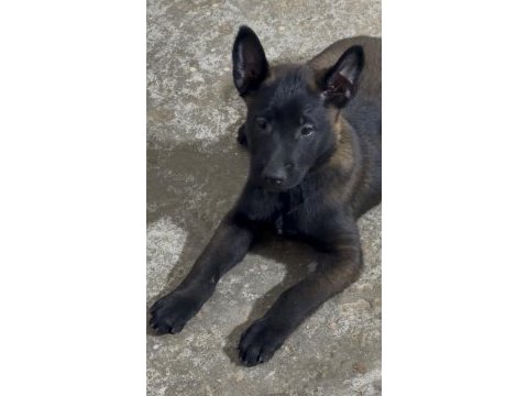 İran kan hattı dişi belçika malinois