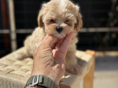Ankaranın  en güzel kore maltipoo yavruları