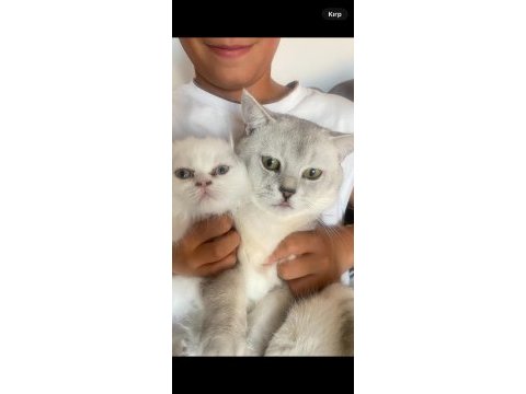 British shorthair kısır ve çok uysal
