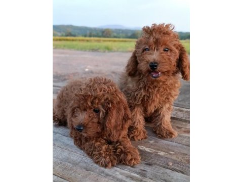 Toy poodle yavrularımız