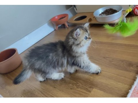 British longhair golden dişi