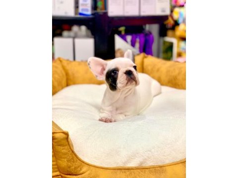 Eşsiz güzellikte orjinal safkan french bulldog yavrular