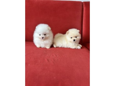 Pomeranian boo krem ve beyaz erkek