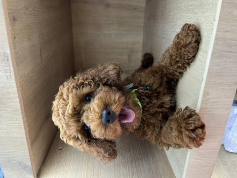 Sevimli poodle yavrular ailesini arıyor