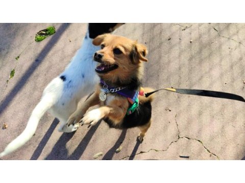 Ücretsiz sahiplendirme köpeğimiz