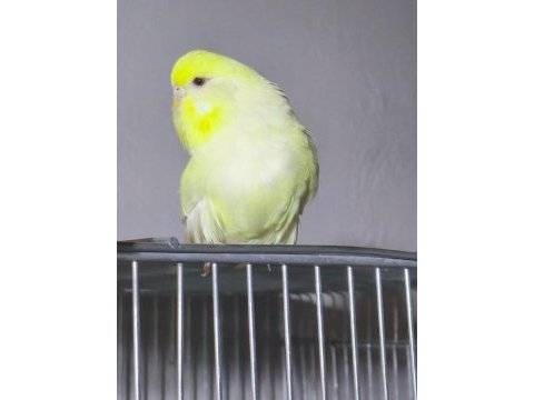Jumbo dişi muhabbet kuşları