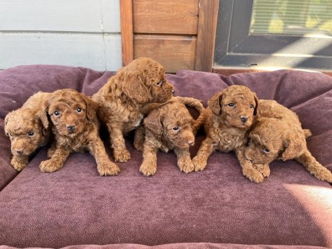 Anne altından red-brown toy poodle yavruları