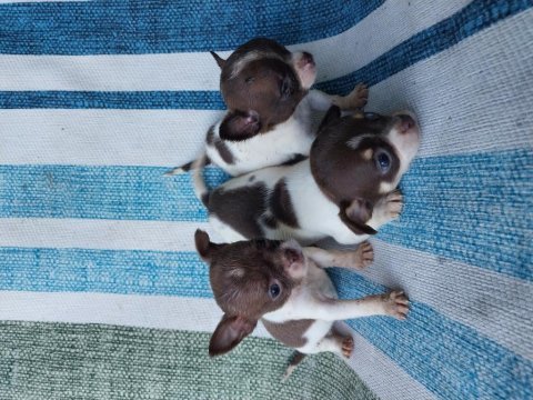 Chihuahua şivava yavrularımız