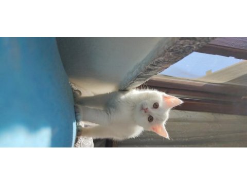 Eşsiz güzellikte yavru british shorthair