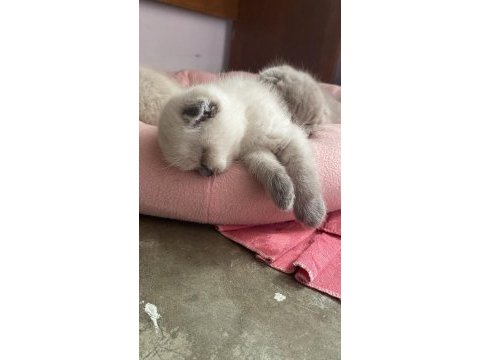 Ayı surat scottish fold bebekler