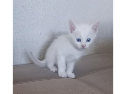 Ankara angora kedisi erkek
