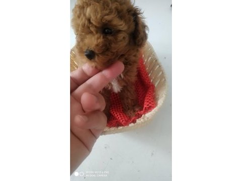 Poodle yavrular