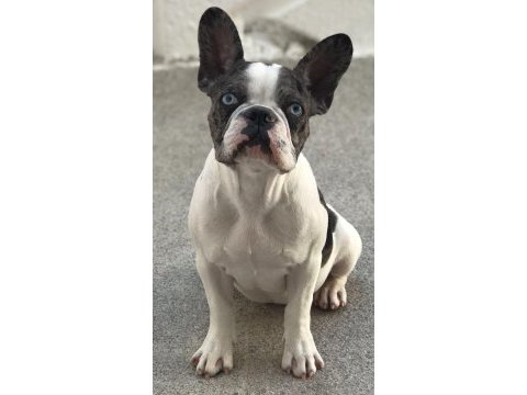Dişi merle pied 3 yaşında french bulldog