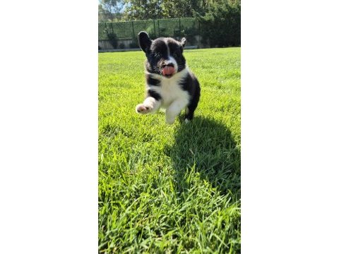 Birinci sınıf border collie yavruları 