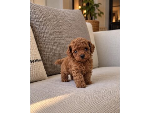 Micro teacup kore poodle yavrumuz