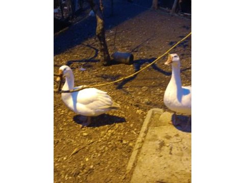 2 yaşında olgun kiloda kaz dişi