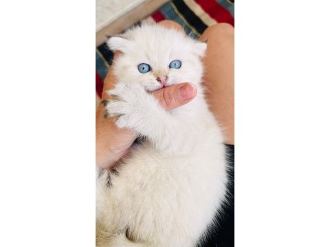 Top kafa maviş göz scottish fold