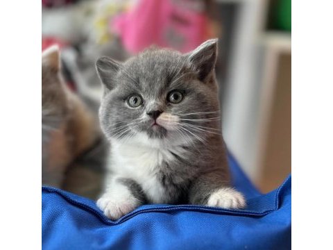 Top kafa kısa kulak white bicolor british shorthair