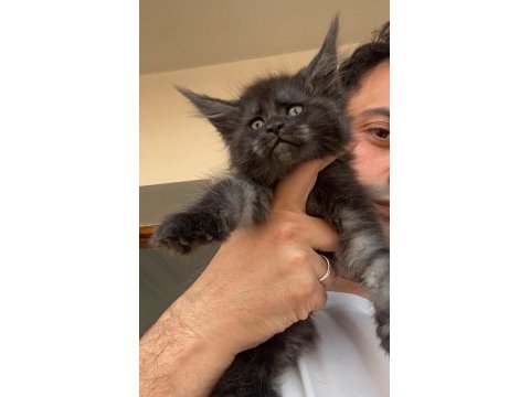 Siyah duman (black smoke) dişi maine coon