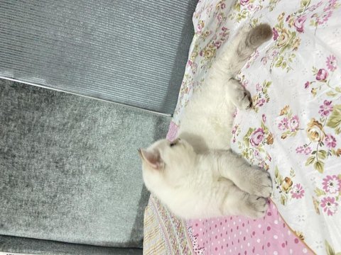 Maviş scottish straight pamuk prens