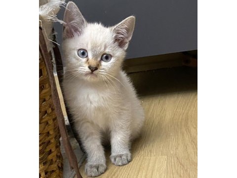 Scottish fold ve straight