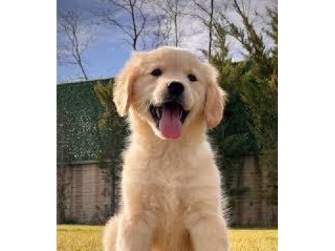 2 aylık sevimli golden retriever yavrularım