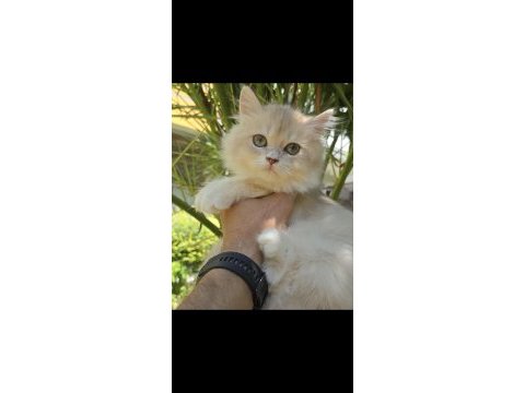 British longhair lilac golden erkek