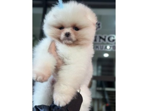 Orijinal safkan şecereli pomeranian boo yavrular