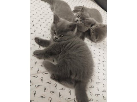 2 aylık sevimli british shorthair