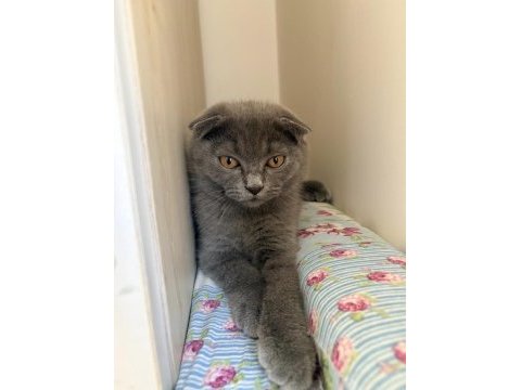 5 aylık scottish fold dişi