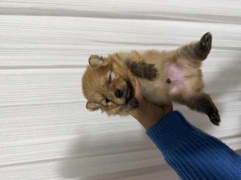 Pomeranian boo erkek yavrularımız 1.5 aylık