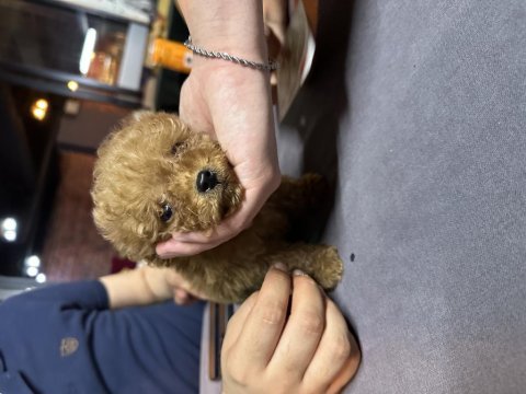 Sıfır boy toy poodle