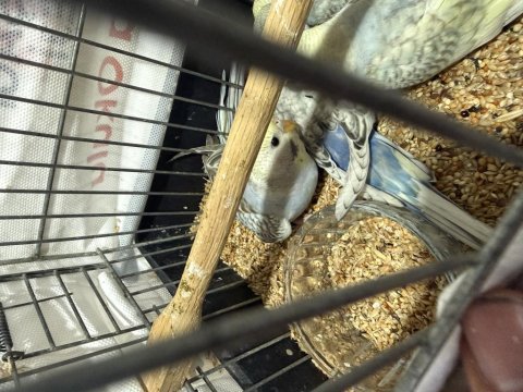 2000 kaliteli mutasyon bebek bilezikli muhabbet kuşu