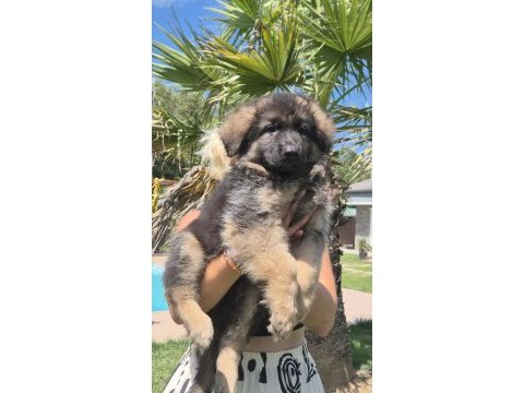 K9 çiftliğinden alman kurdu yavruları 