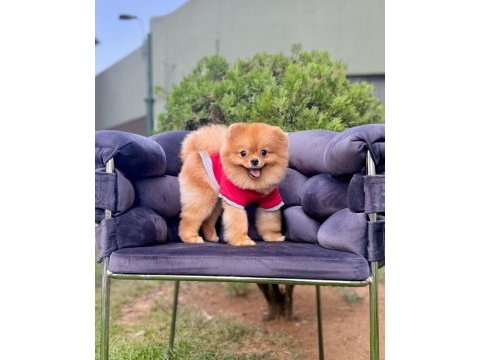 Pomeranian boo gülen surat arayanlara