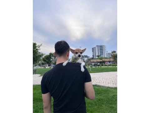 5 aylık chihuahua